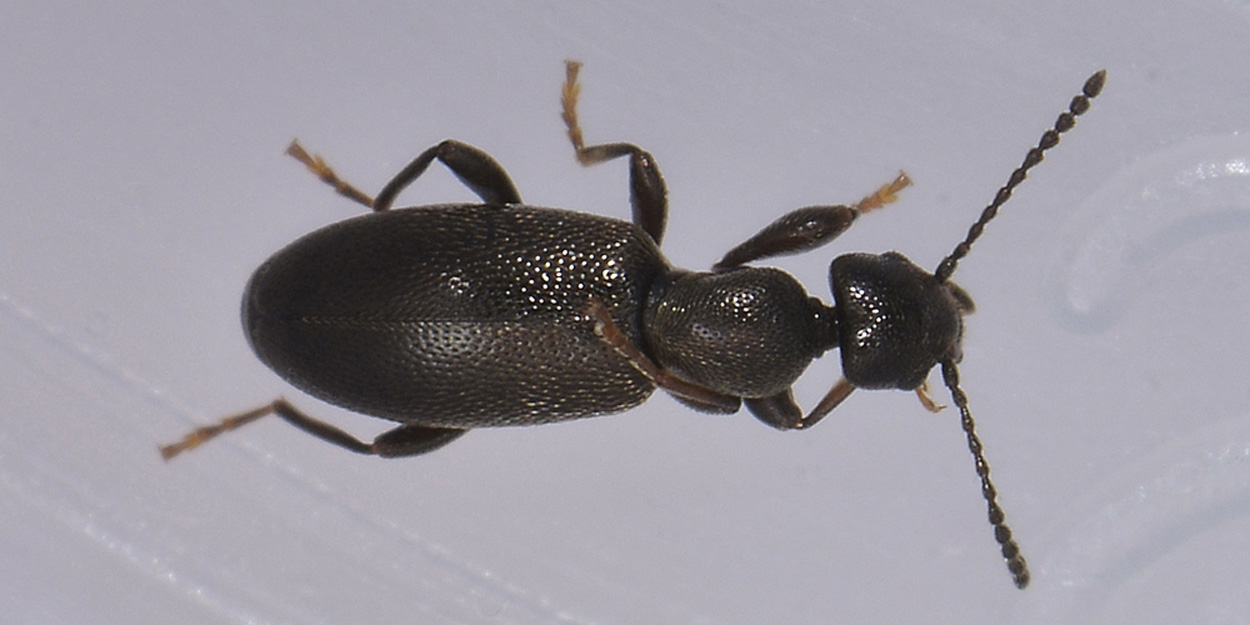 Anthicidae 4: Anthicus niger